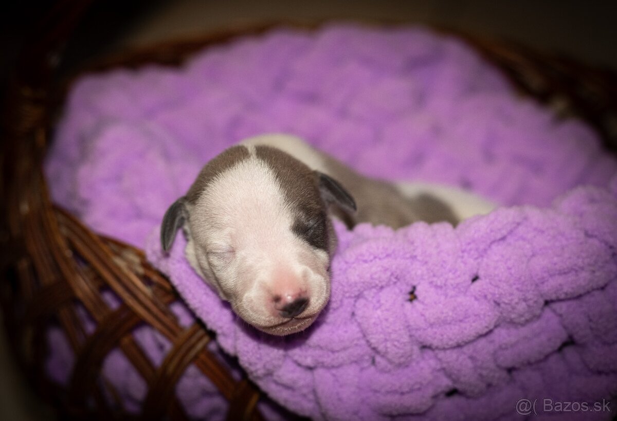 Whippet, vipet - 5