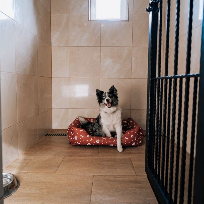 Predám svoje „dieťa“ – psí hotel Pes na dovolenke + dom, 30 - 5