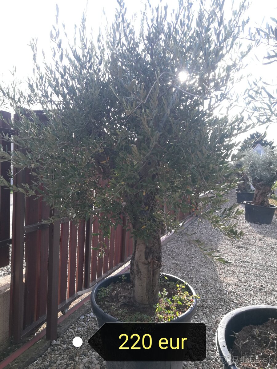 Olivovník Europea - 5