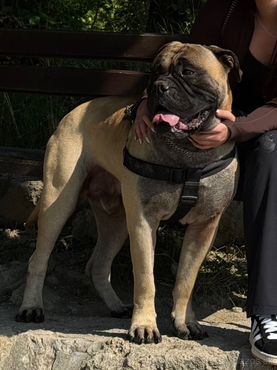 Bullmastiff - 5