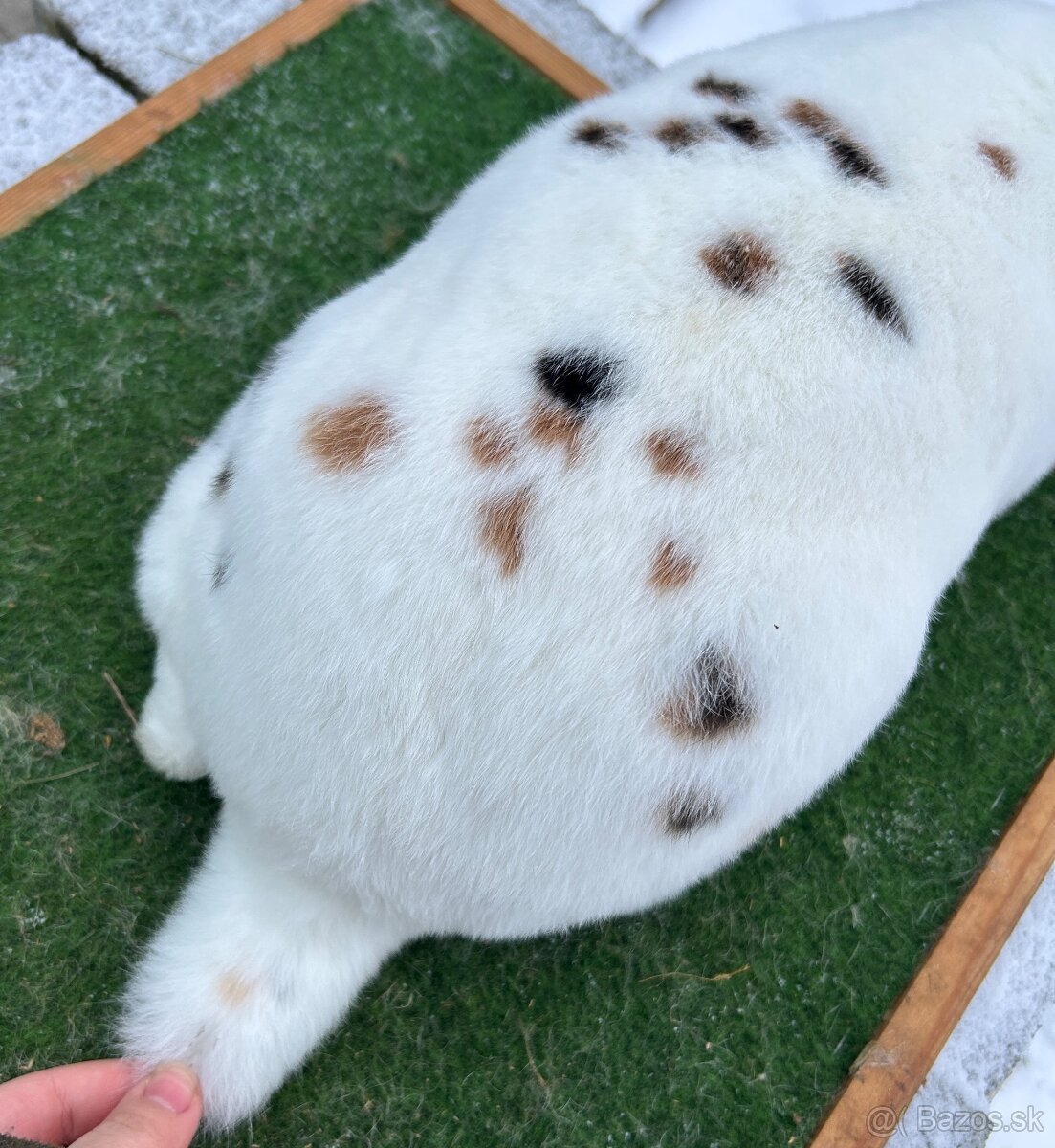 Dalmatínsky Rex čierno žltý - samica - 5