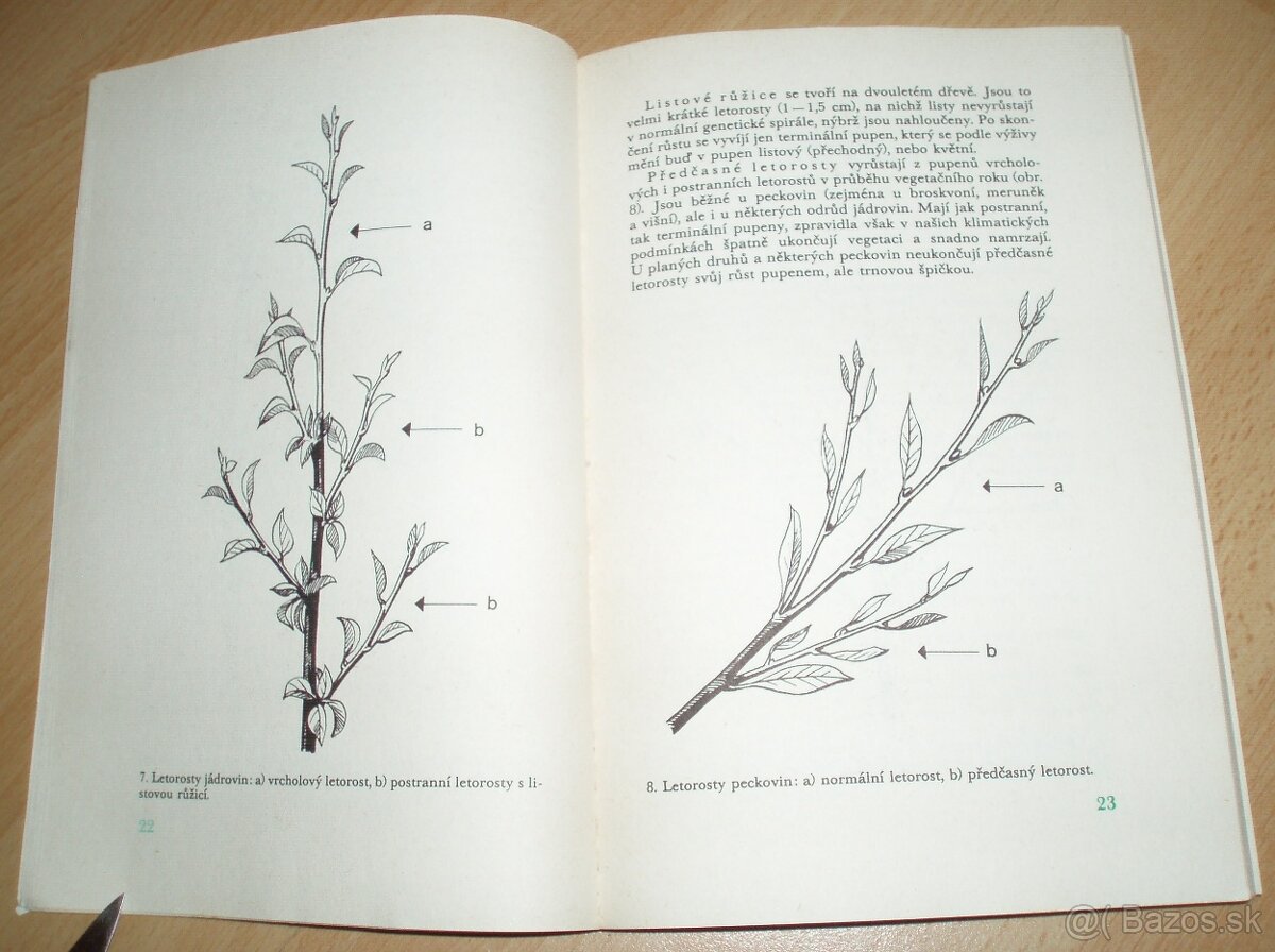 ez ovoných dřevin - 5