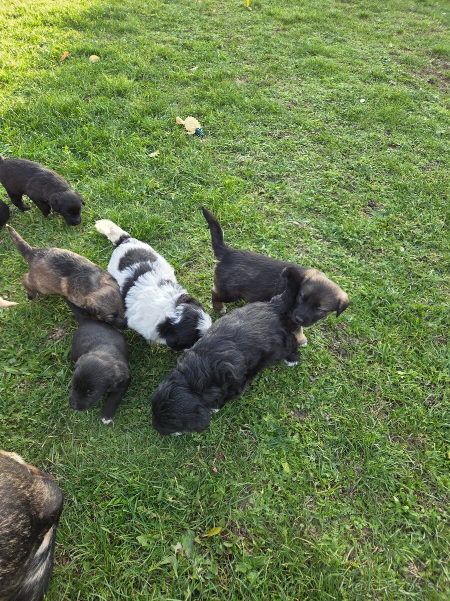 Darujeme šteniatka - 5