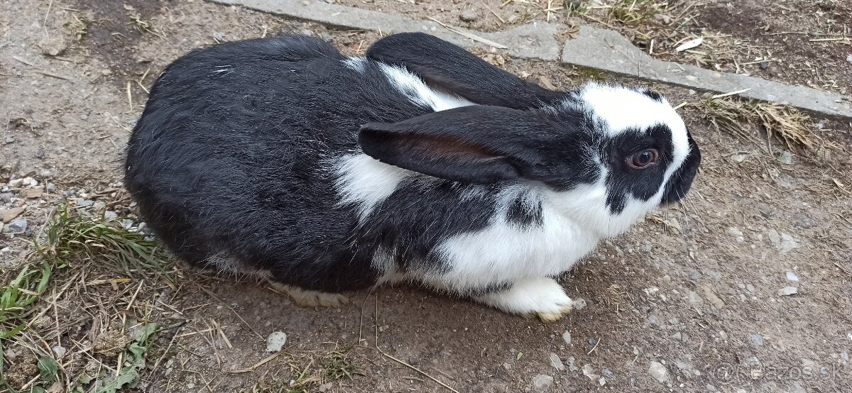 Predám 4 mesačne mladé krížence - 5