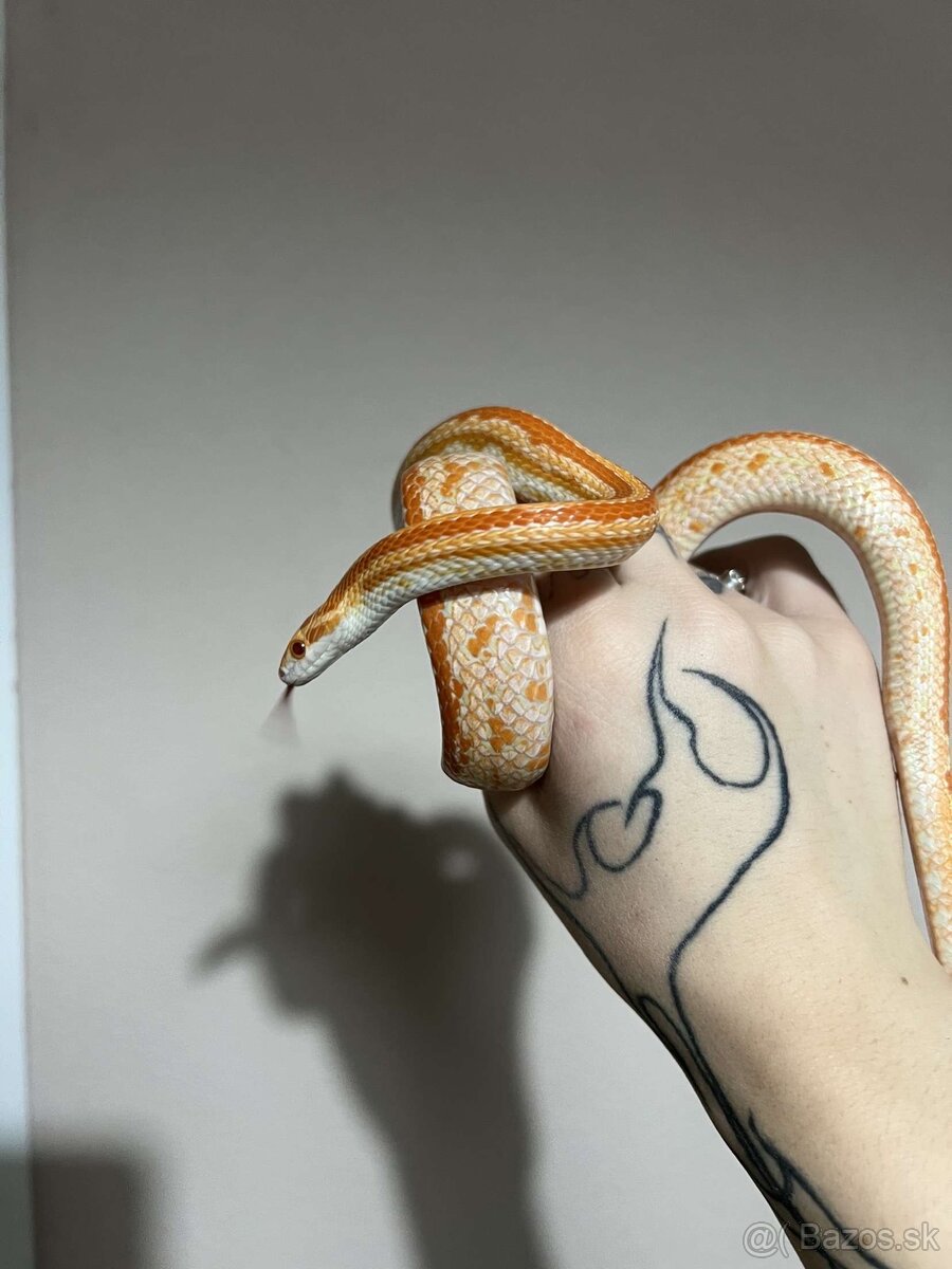 Užovka červena - 1.1 chovny pár 2023 znižena cena - 5