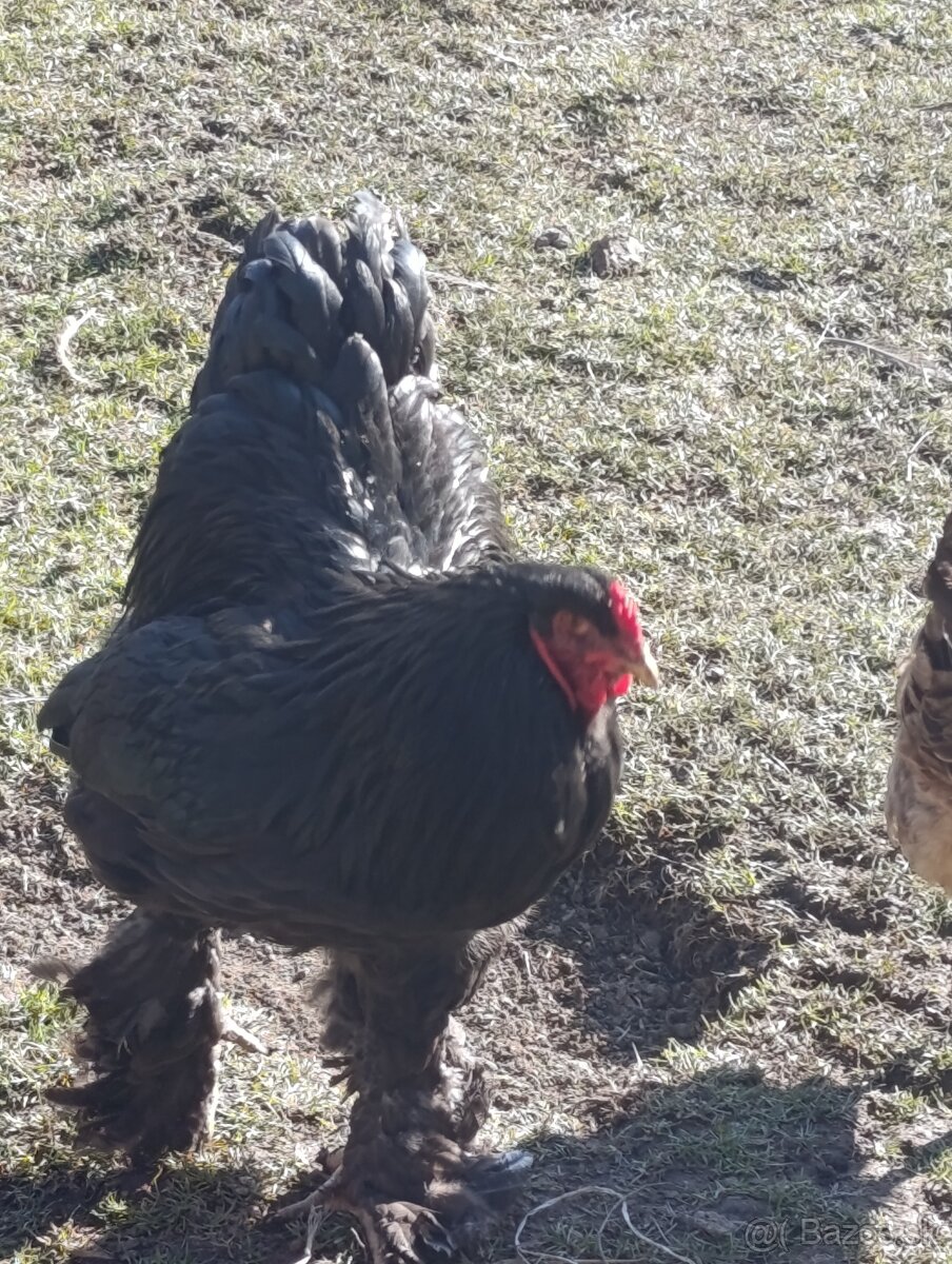 Brahmanka Veľká - 5