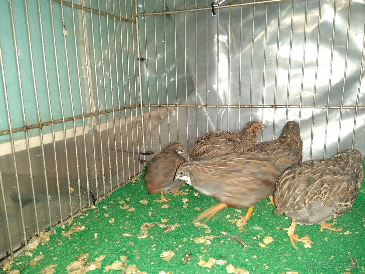 Predám prepelice čínske.. - 5