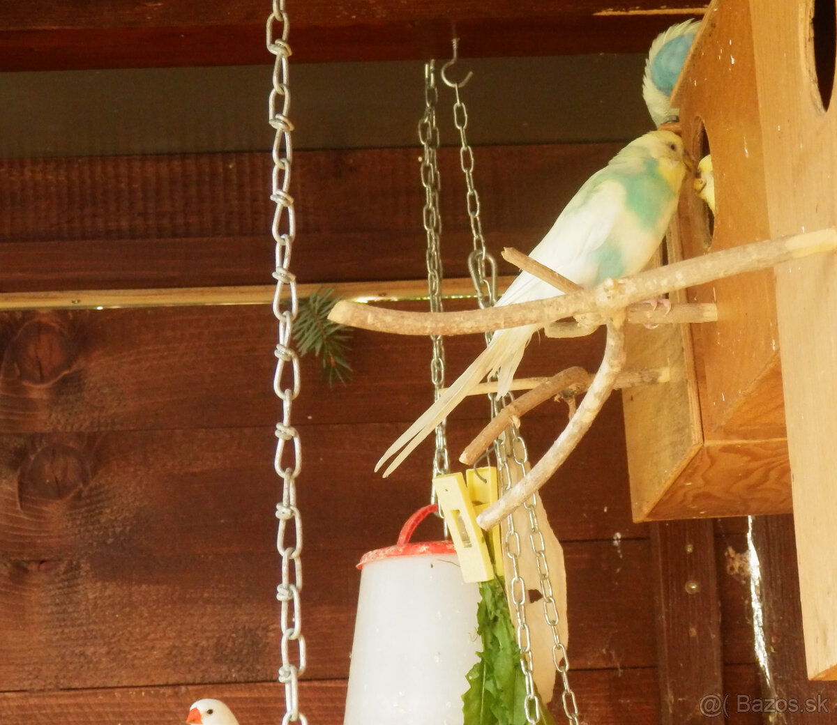 predám andulky a zebričky - 5