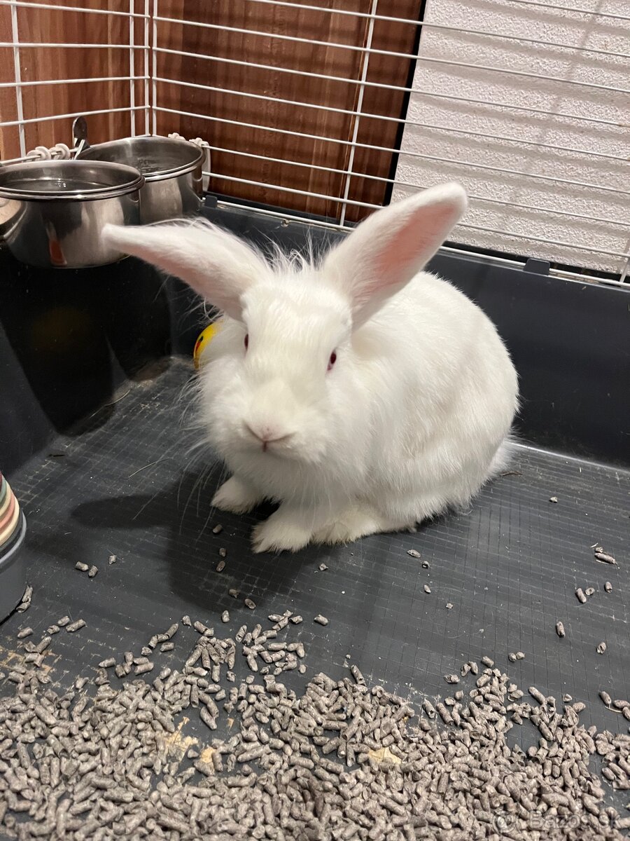 Zakrslý králik (Levík) - 5