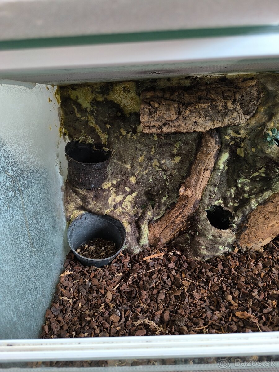 Terarium - 5