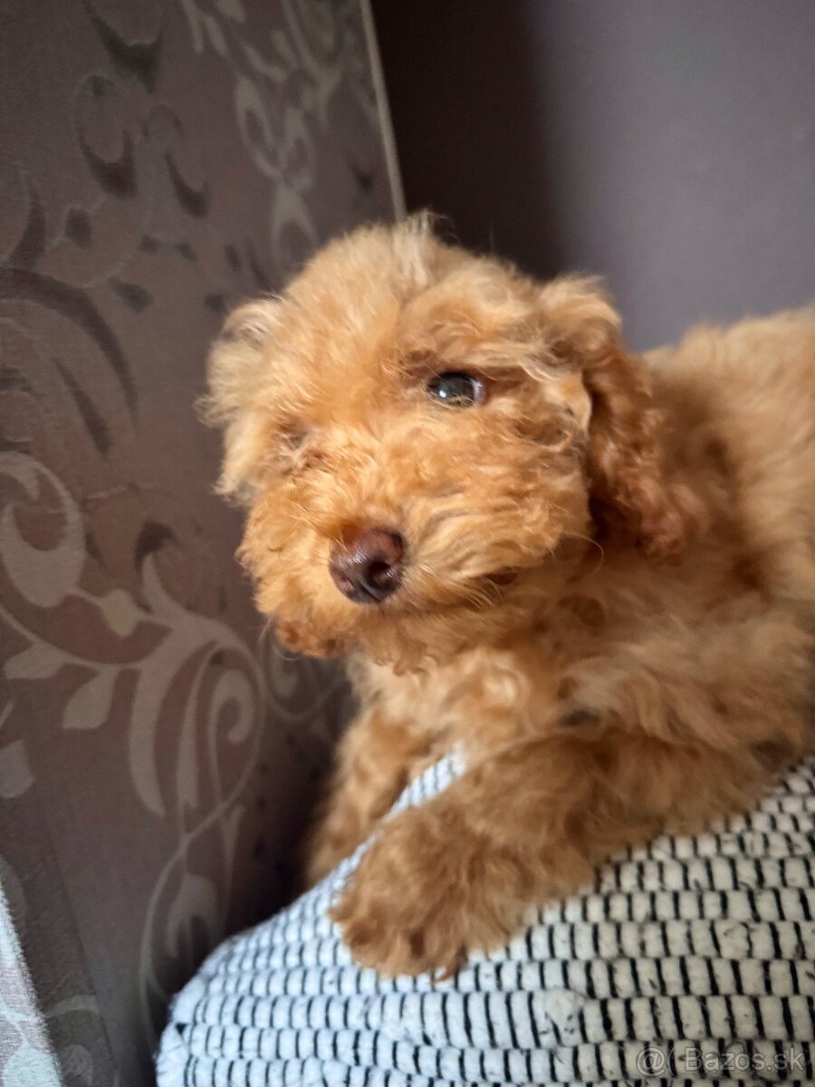 Pudlik trpasličí/TOY - 5