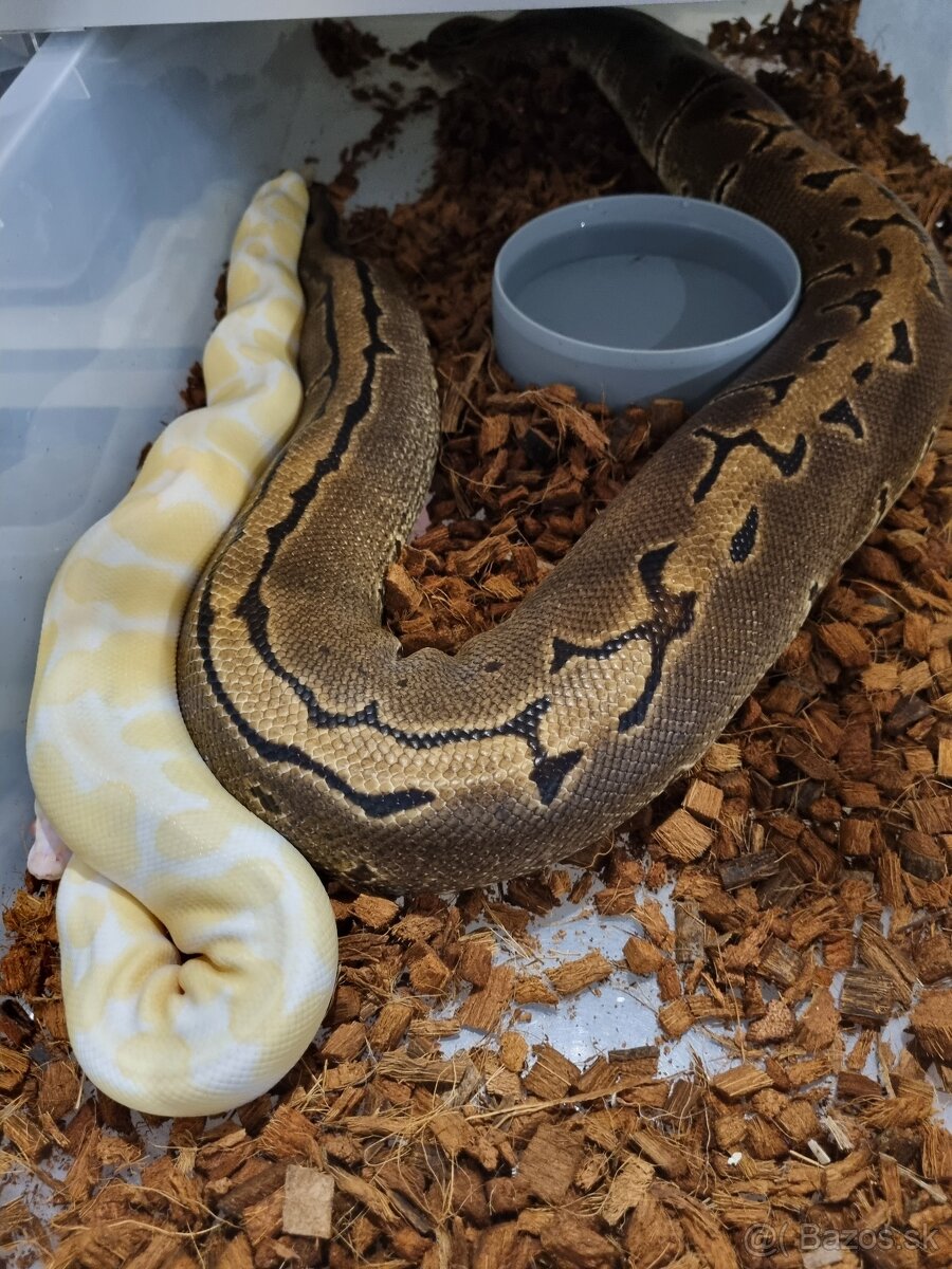 Ball Python- Python Regius - 5