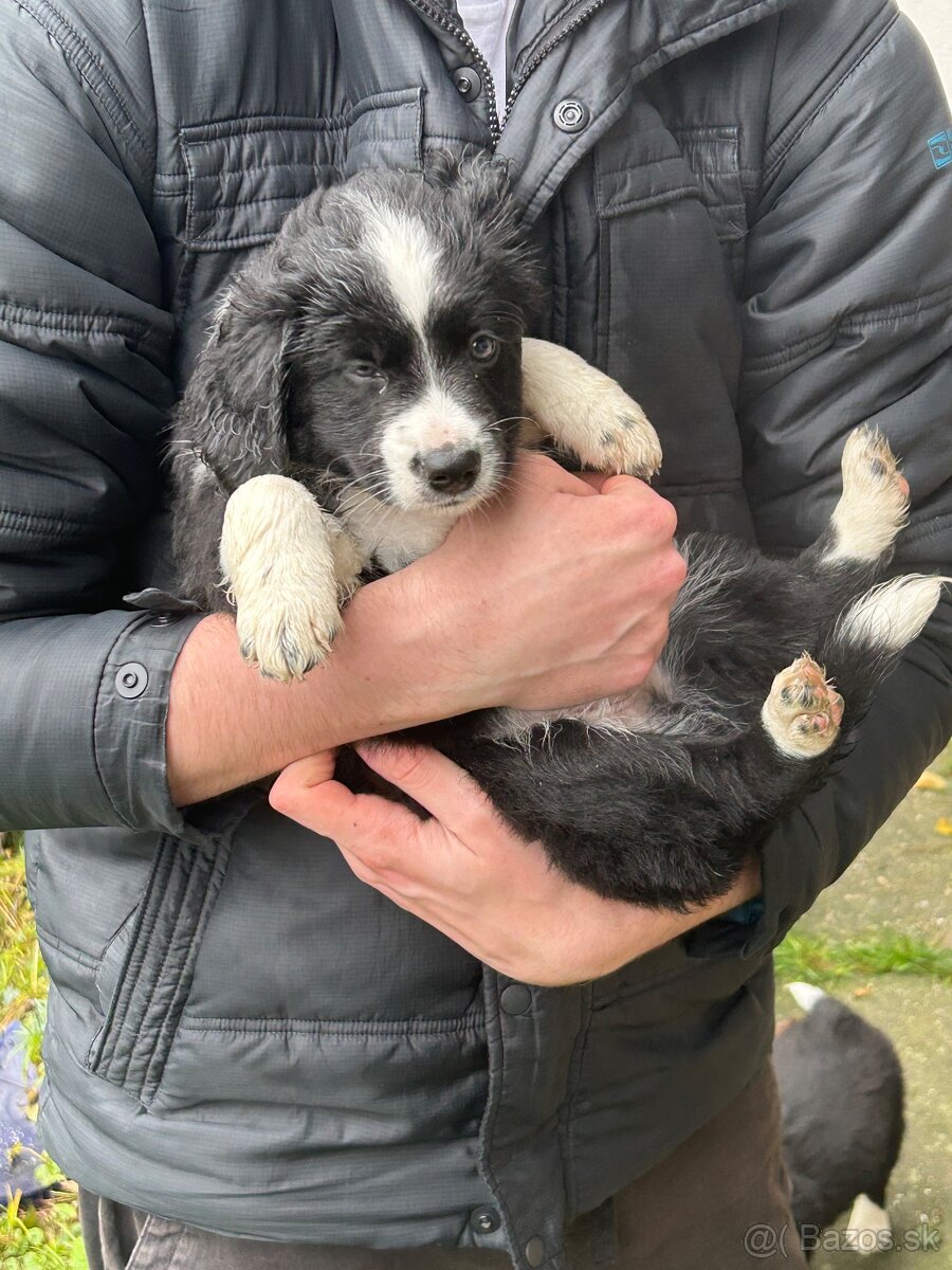 Šteniatka Border kôlie - 5