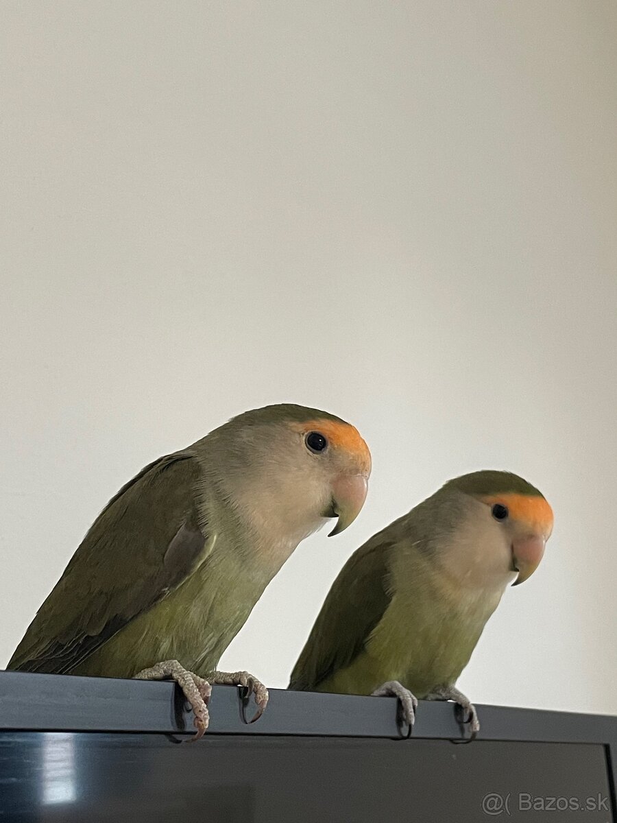 Agapornis Ružovohrdlý - 5