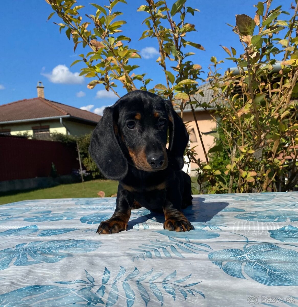 Jazvečík trpasličí s PP (chalani) - 5