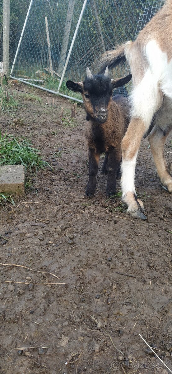 Predám mini kozu s dvomi malými capkami - 5