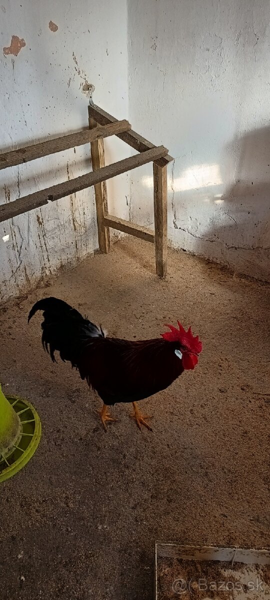 Vlaška jarabičia - 5