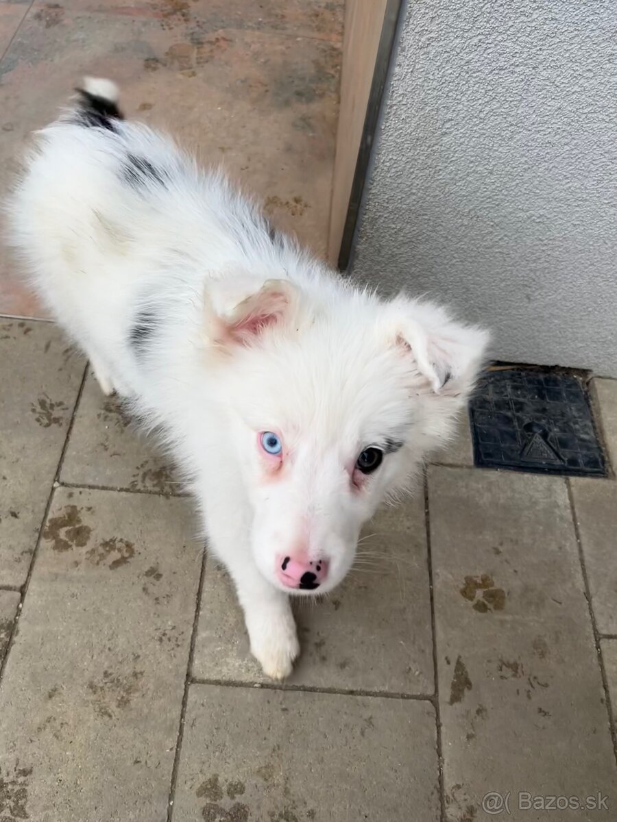 Border kólia šteniatka - 5