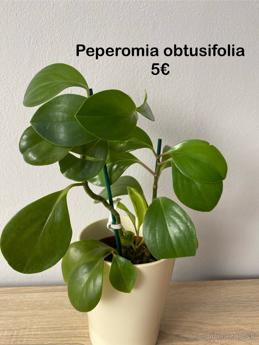 Predávam izbové rastlinky - 5