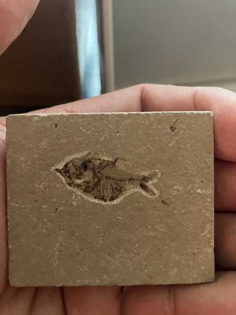 Fosília, skamenelina, rybka - inzerát č.8 Libanon - 5