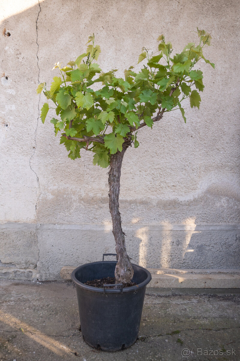 Starý vinič v kvetináči - 5