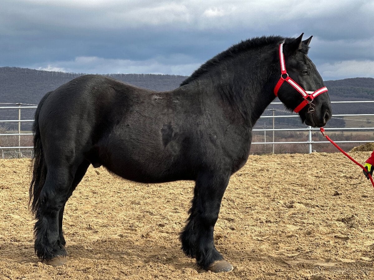 Ťažný kôň na predaj - Valach - 5