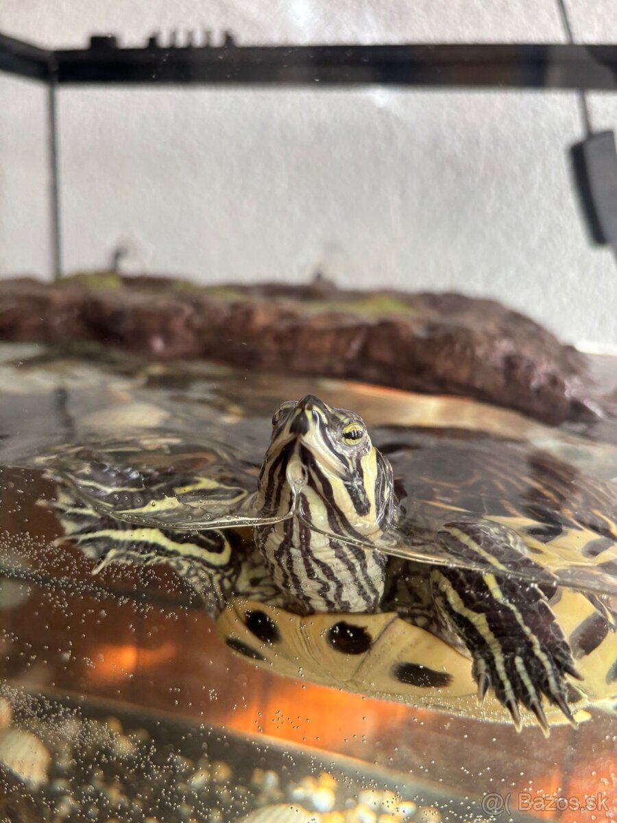 🐢 Vodné korytnačky – Lujza a Berta 🐢 - 5