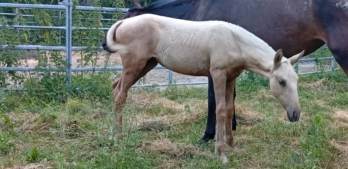 Lusitano klisna - 5