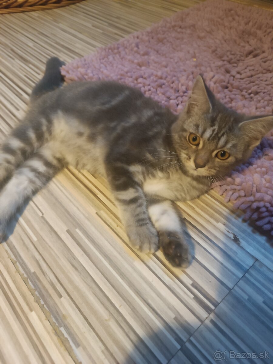 Britske maciatka - 5