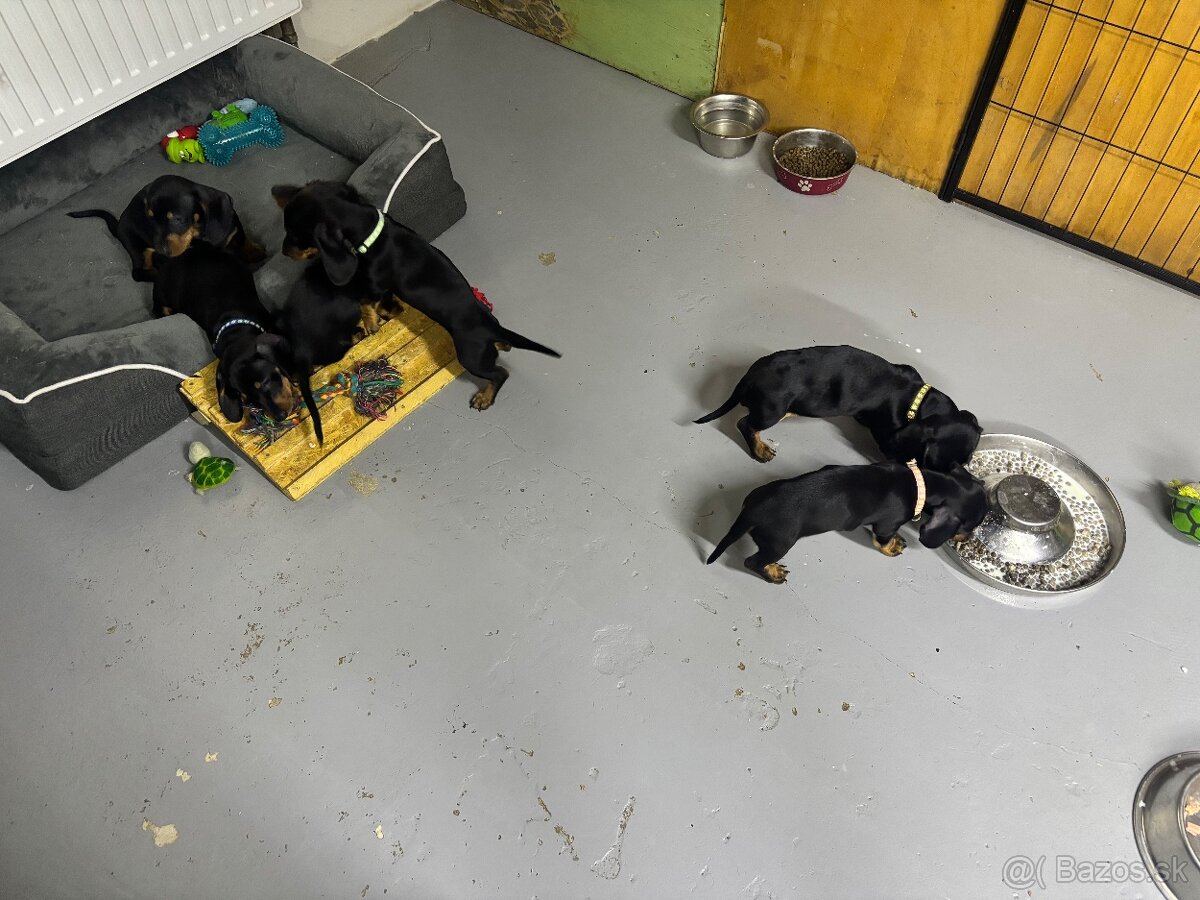 Jazvečík kratkosrstý - 5