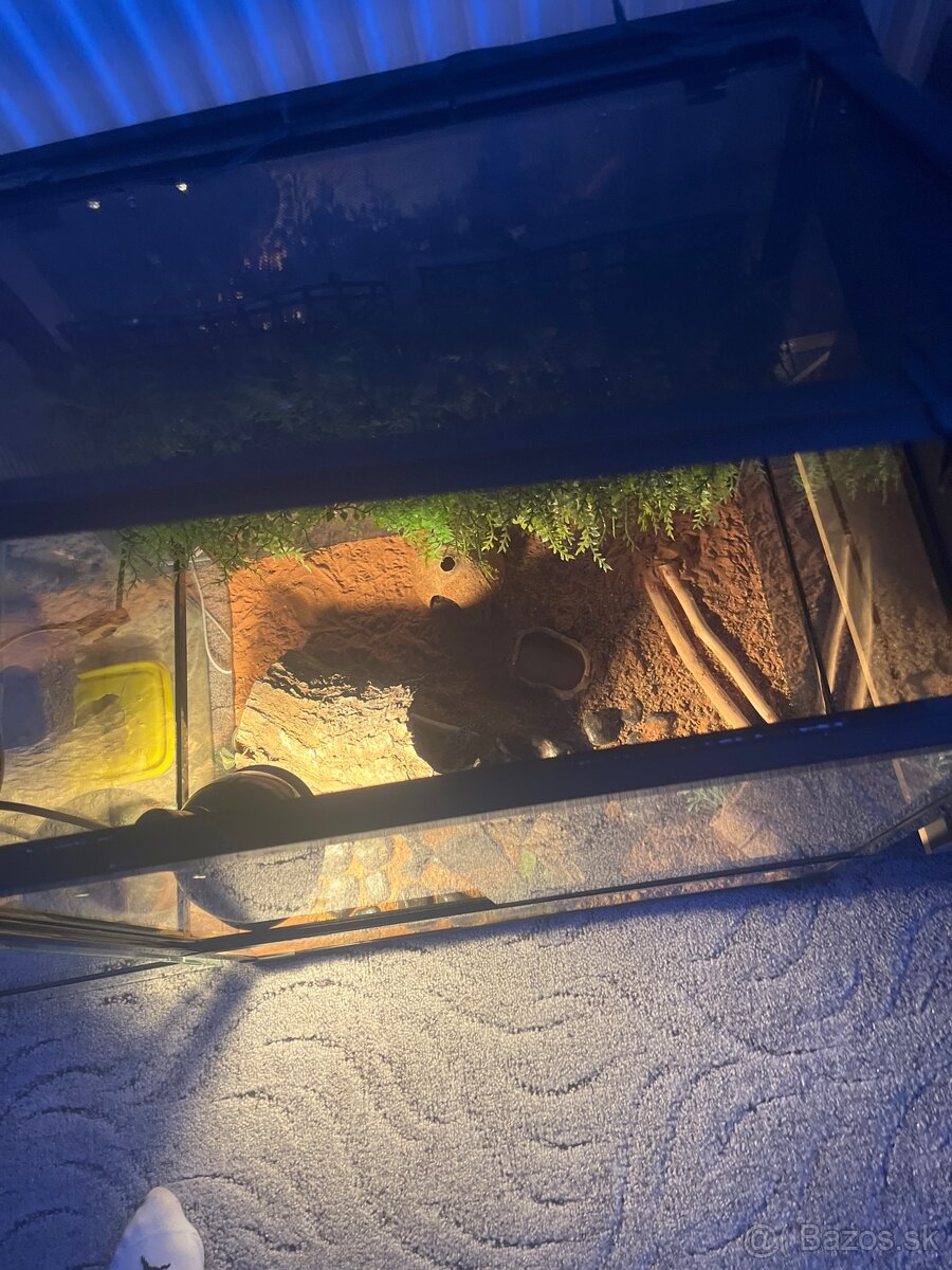Terarium+Gekončík Nočný - 5