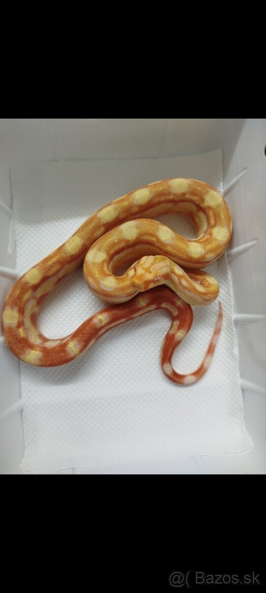 Boa Constrictor IMG INCA - 5