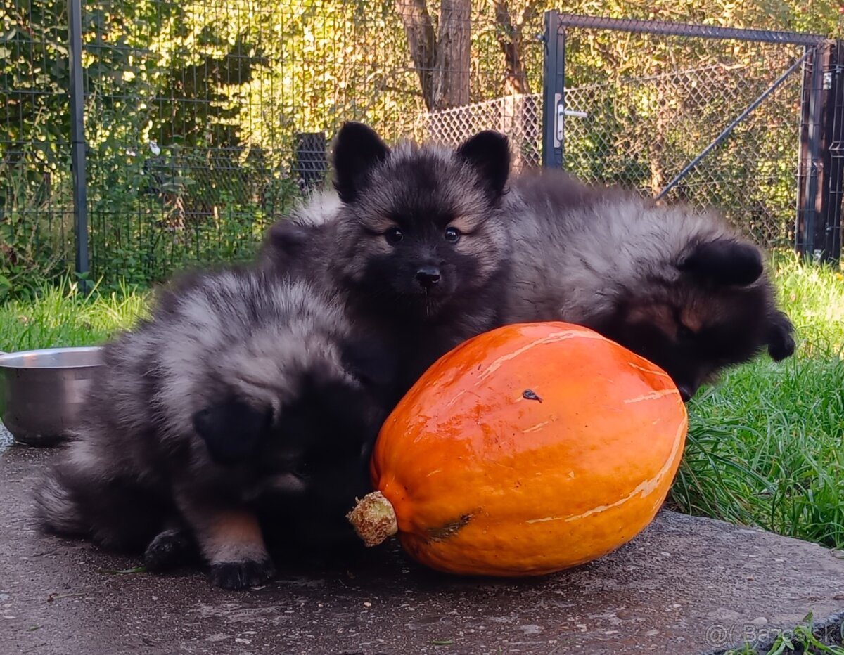 Německý špic vlčí prodám štěňata s PP - 5