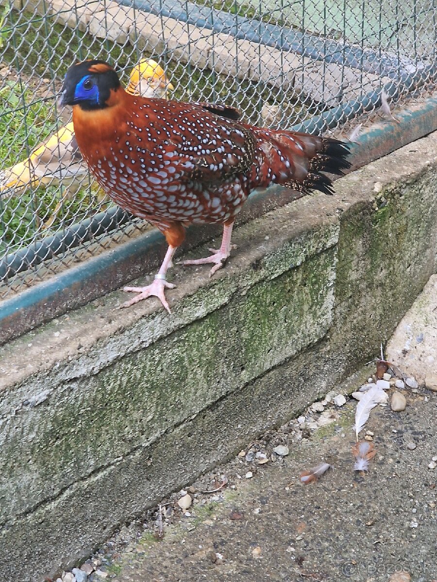 BAZANT TRAGOPAN TEMMINCKII - 5