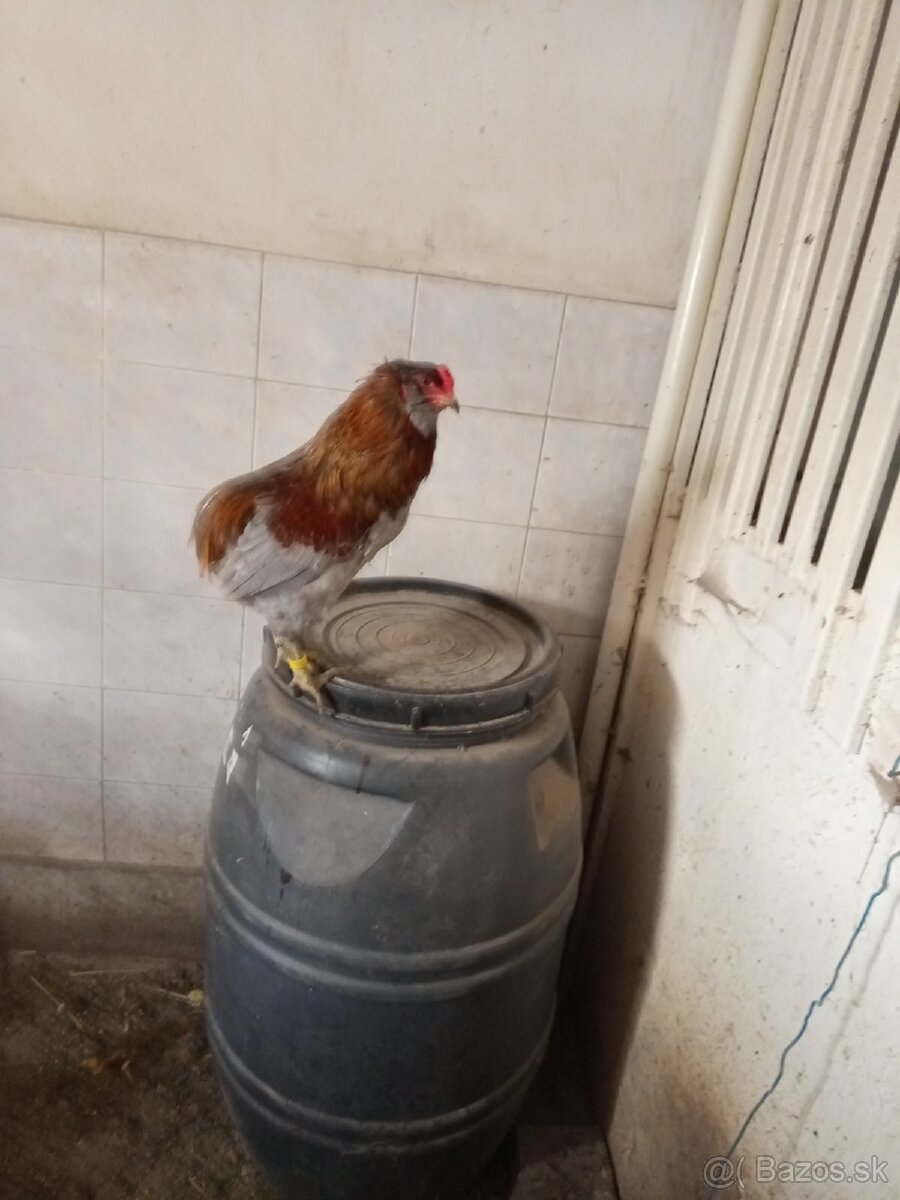 Mám na predaj kohúty Araucany. - 5