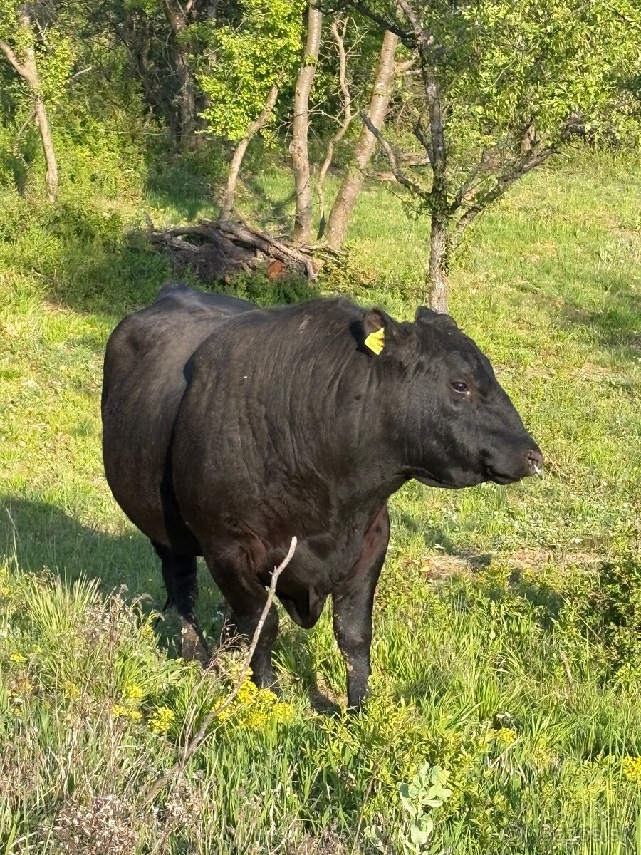 Aberdeen Angus - 5