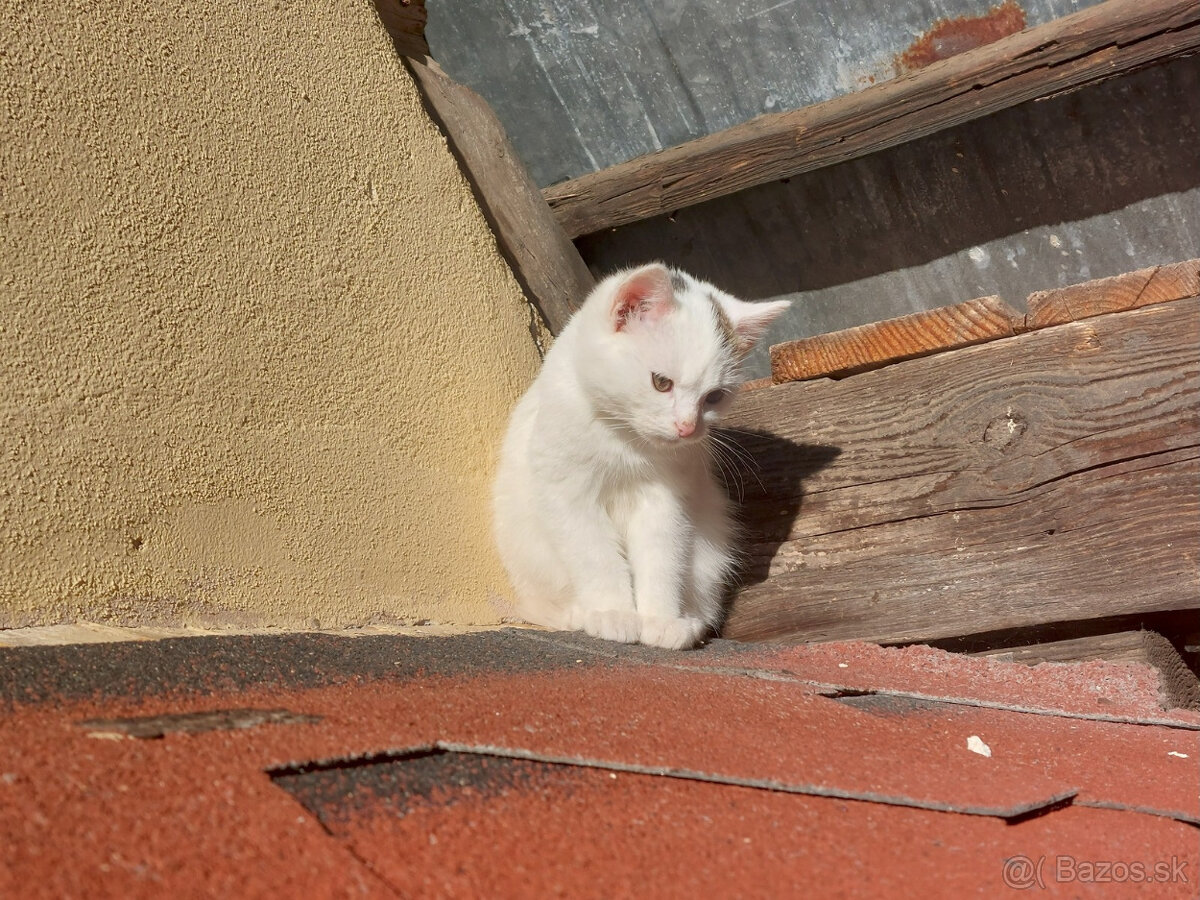 Podarujem mačiatka - 5