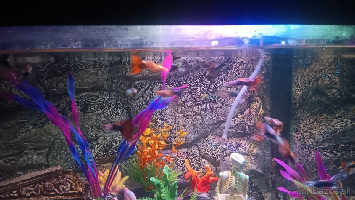 Gubka rybka do akvaria - 5