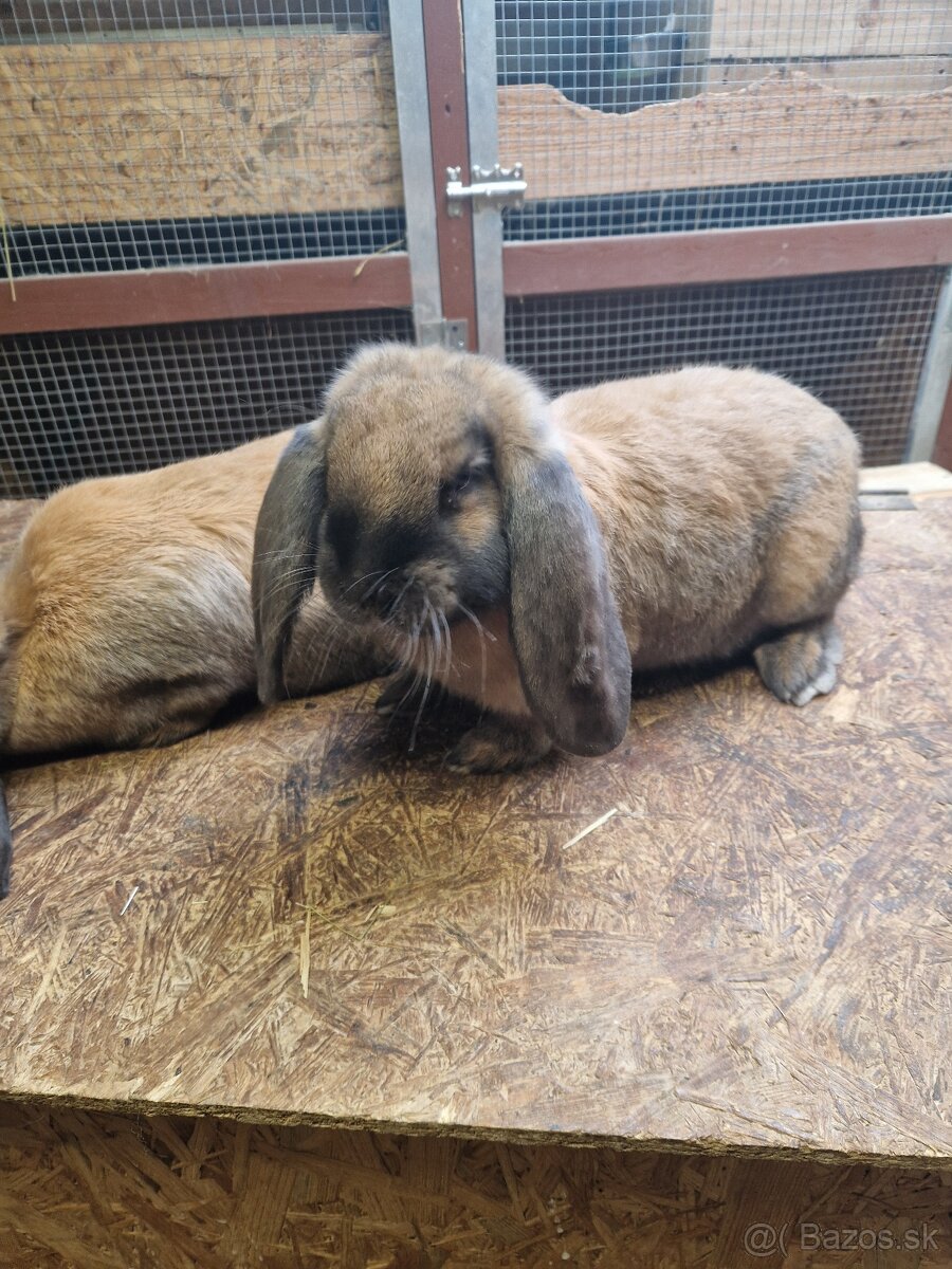 Francúzsky baran - 5