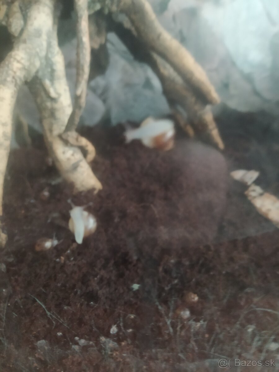 Slimák Africký - 5