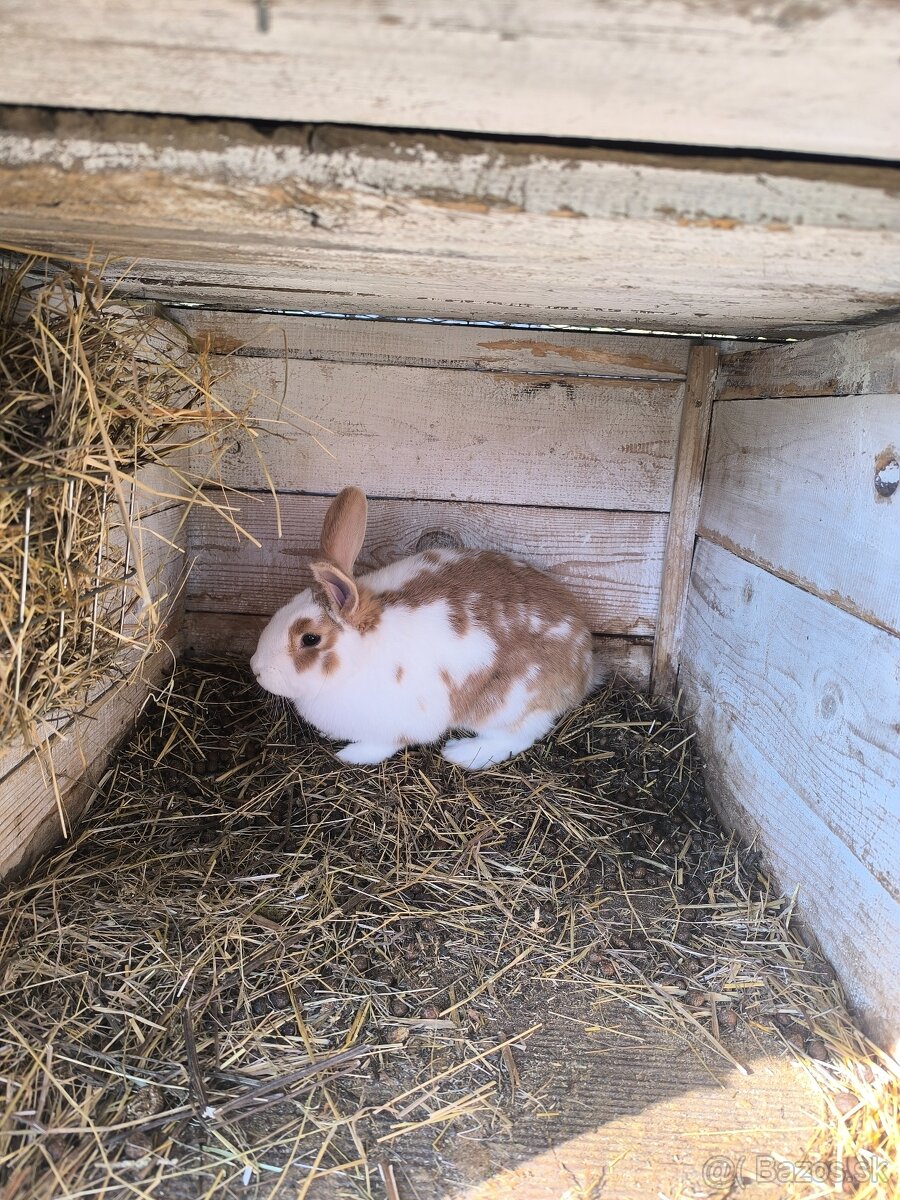 Králiky - 5