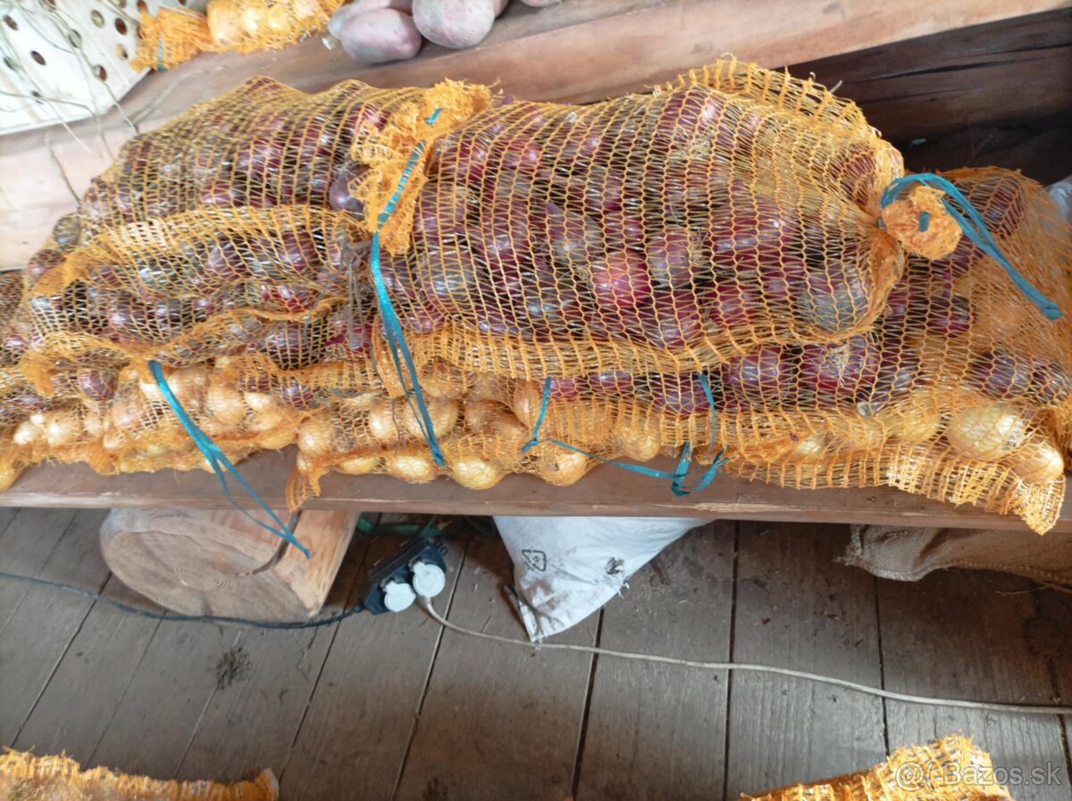 Cibula na uskladnenie - 5