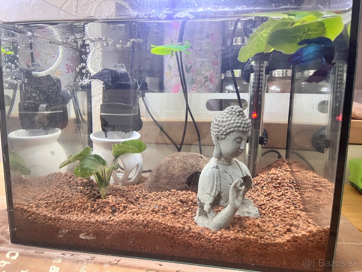 Zariadené Akvárium s bettou bojovnicou - 5