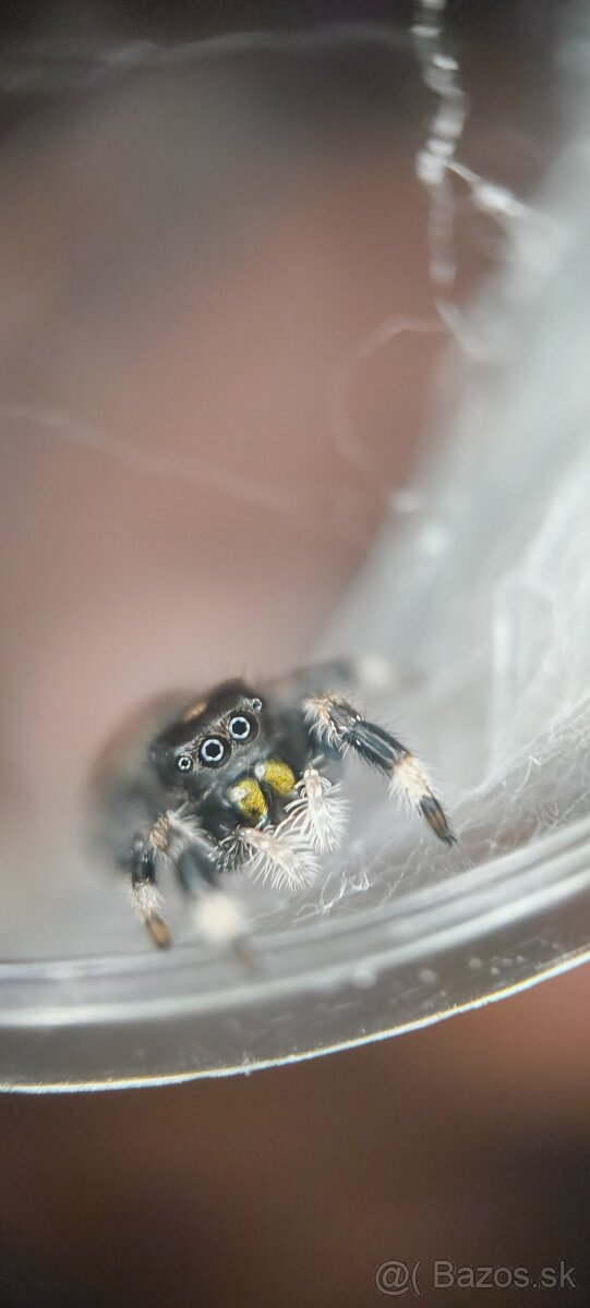 Skákavka Phidippus Regius - 5