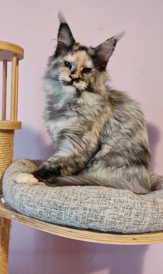 Maine Coon s PP - 5