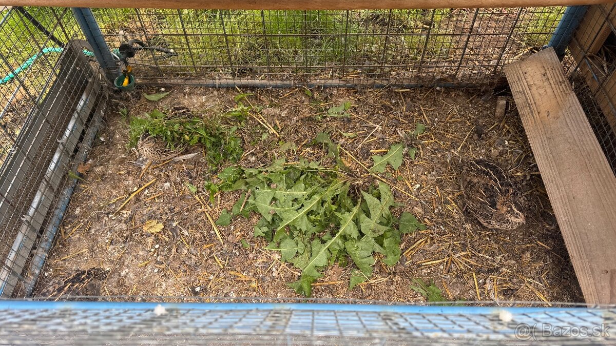 Voliera pre hydinu TRAcTOR - 5