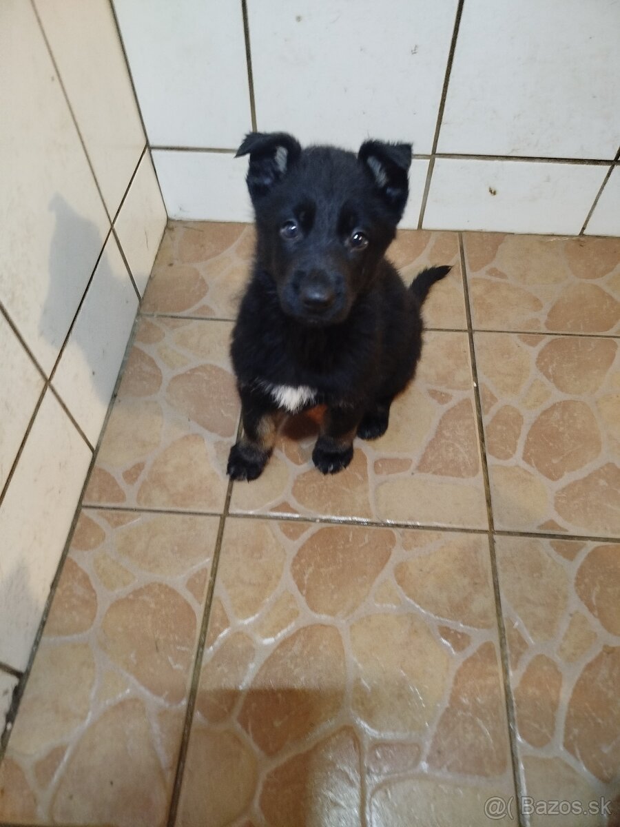 Šteňatá Nemecký ovčiak P.P. - 5