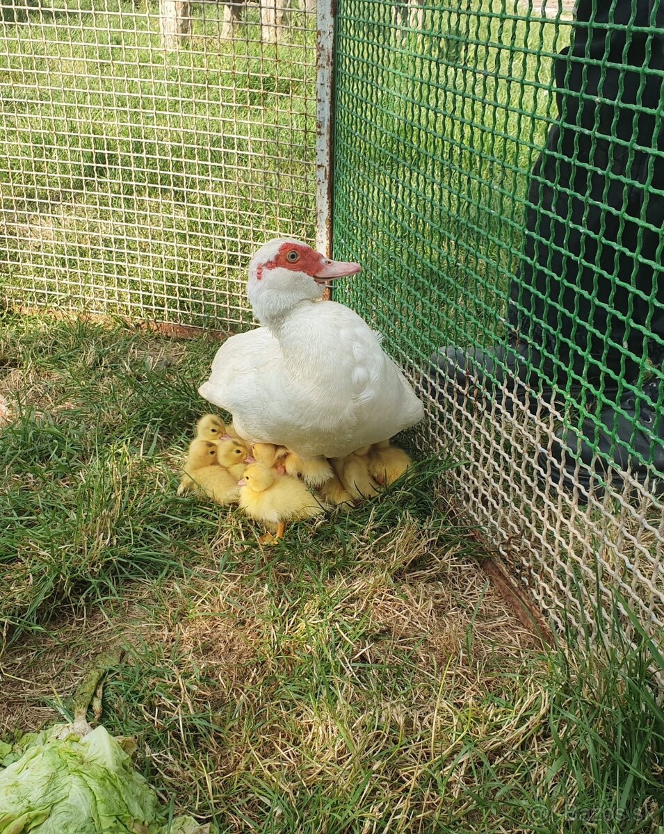 Predám kačky za lacno - 5