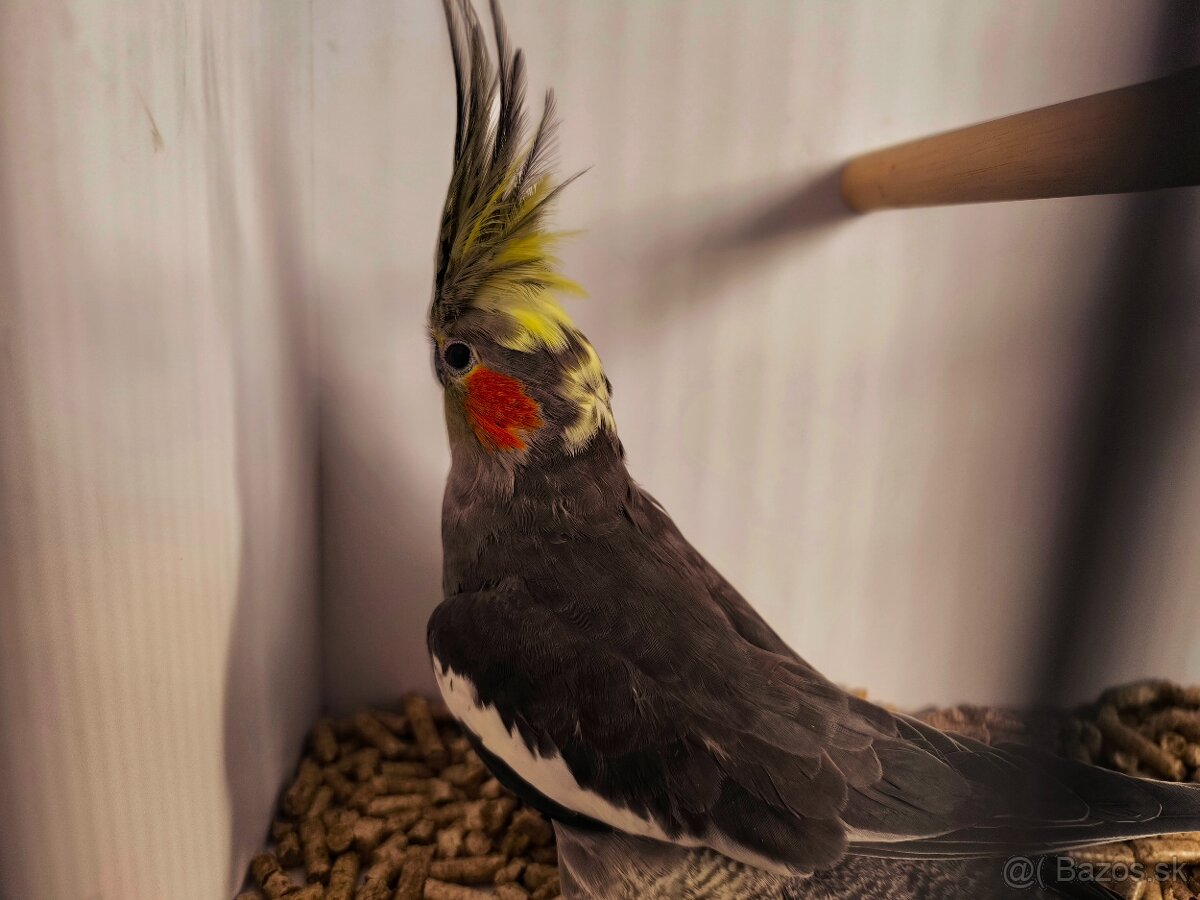 korely výstavný typ - 5