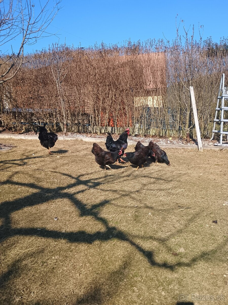 Predám násadove vajíčka. - 5